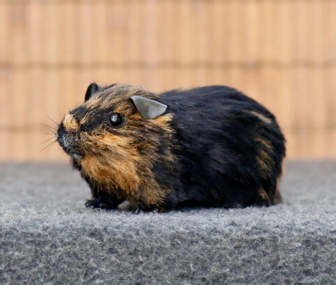 Huovutettu marsu "Ismo", koko: 9 cm / Felted guinea pig "Ismo", size: 9 cm.