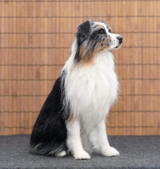 Huovutettu Australianpaimenkoira "Bogi", koko: 20 cm / Felted Australian Shepherd "Bogi", size: 20 cm.