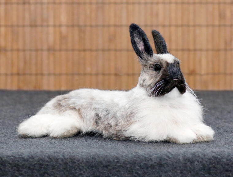 Huovutettu kani "Vilja", koko: 13 cm / Felted rabbit "Vilja", size: 13 cm.